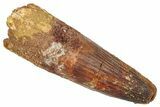 Fossil Spinosaurus Tooth - Real Dinosaur Tooth #372894-1